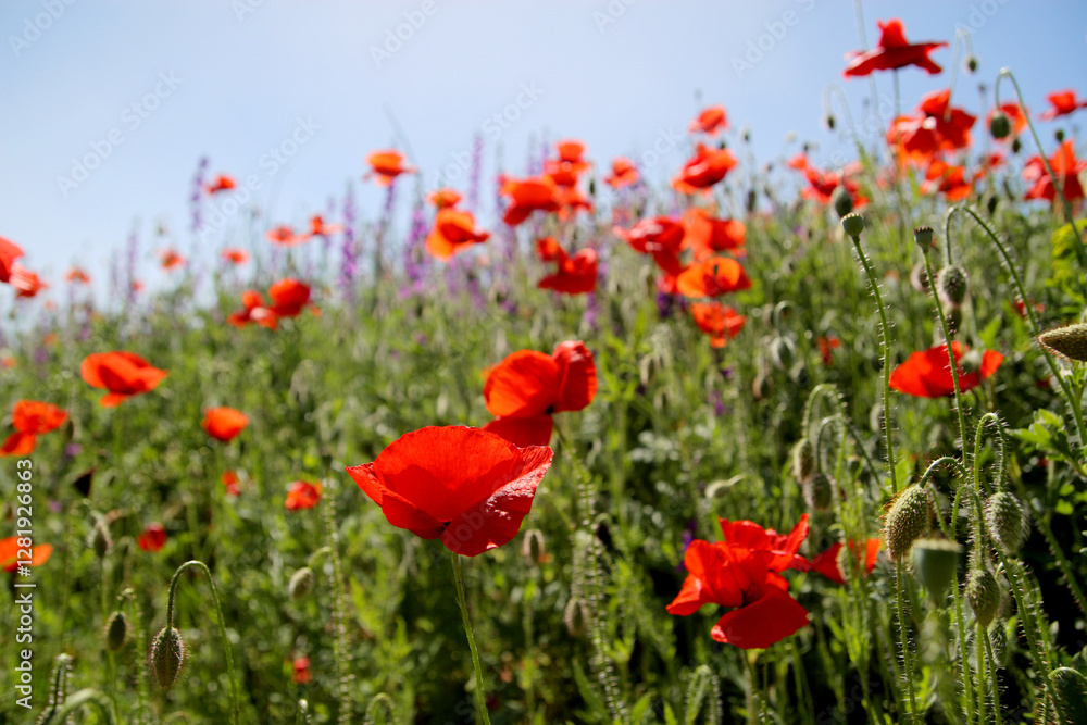 Obraz premium a field of bright red poppies in the sun on a spring day