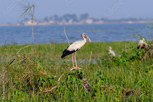Photography 18 January 2025, Bird watching at Bhigwan Bird Sanctuary – famous for flamingos, Bhigwan is a small town around 100 kms away from Pune, Maharashtra, India