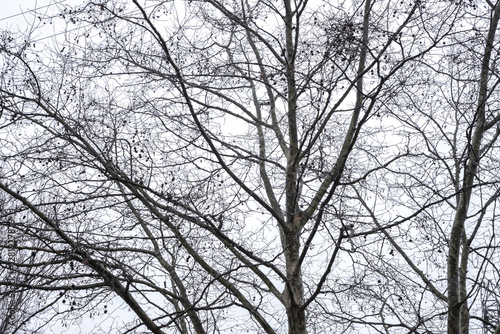 A tall plane tree (Platanus) stands leafless in winter, its intricate branches and seed balls forming a striking silhouette against the cloudy sky. photo