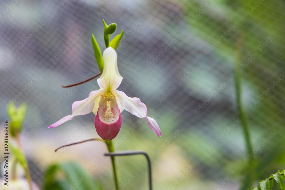 Obraz premium Rare Orchid flowers. Colorful Orchid flowers