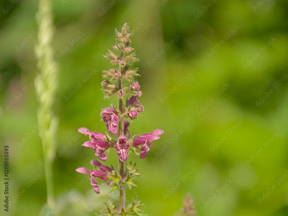 Purple Hedge woundwort flower in the forest, selective focus with green bokeh background - Stachys sylvatica Purple Hedge woundwort flower in the forest, selective focus with green bokeh background - Stachys sylvatica