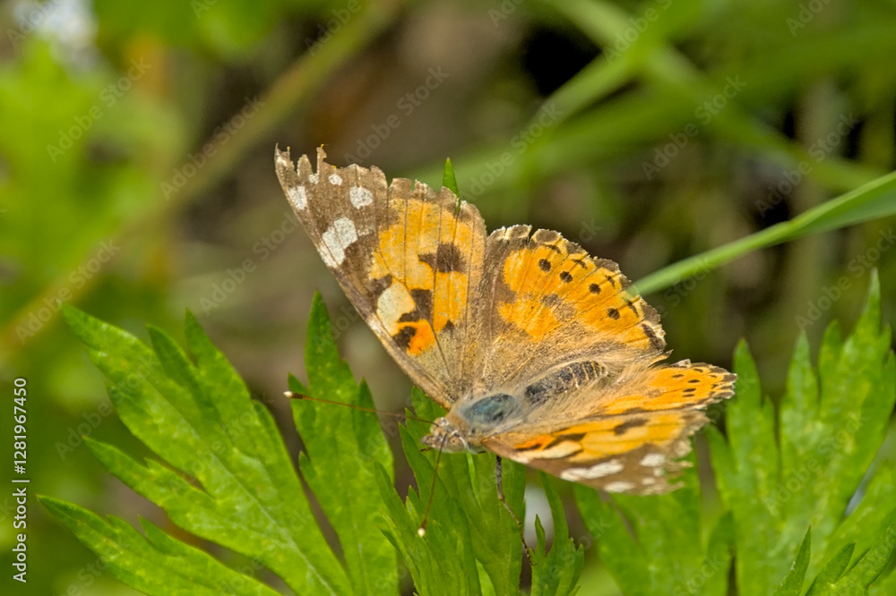 Painted lady butterfly,sitting with open wings closeup - Vanessa cardui Painted lady butterfly,sitting with open wings closeup - Vanessa cardui
