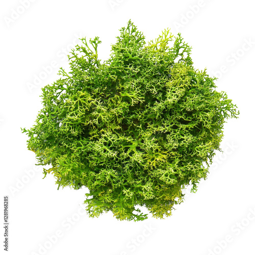 Vibrant green moss displayed on a clean transparent background for natureinspired decor and design ideas, Green moss on transparent background photo