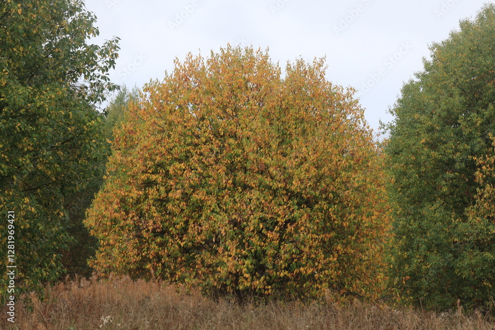 beautiful autumn forest on a cloudy rainy day beautiful autumn forest on a cloudy rainy day