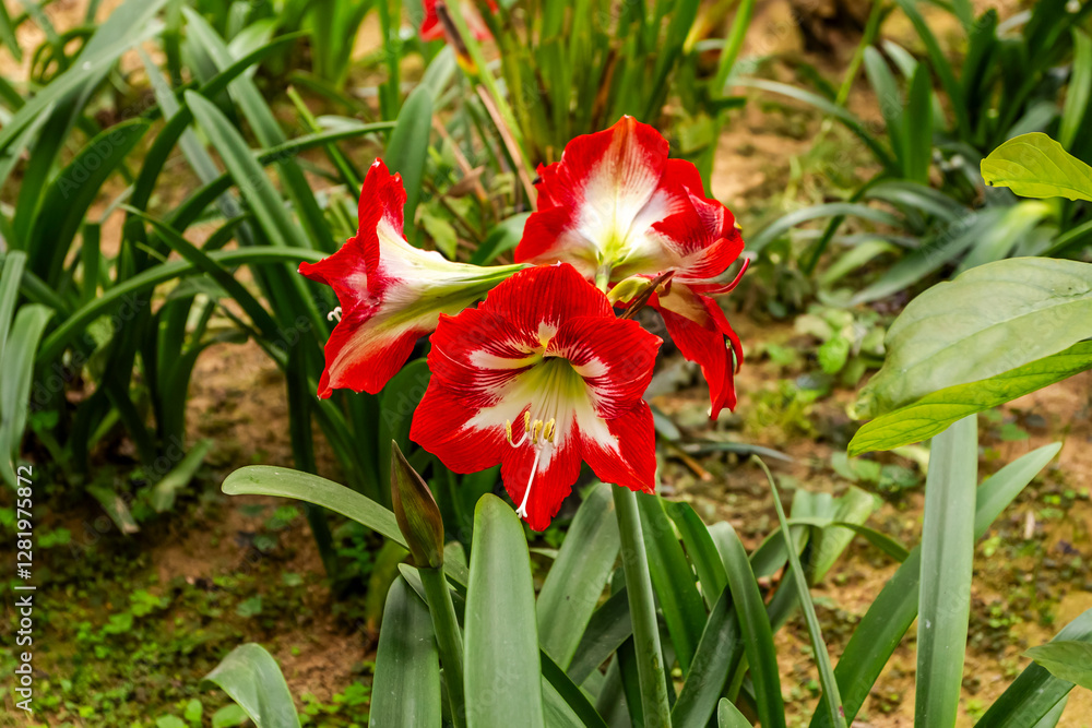 Beautiful blooming amaryllis plant outdoors Beautiful blooming amaryllis plant outdoors