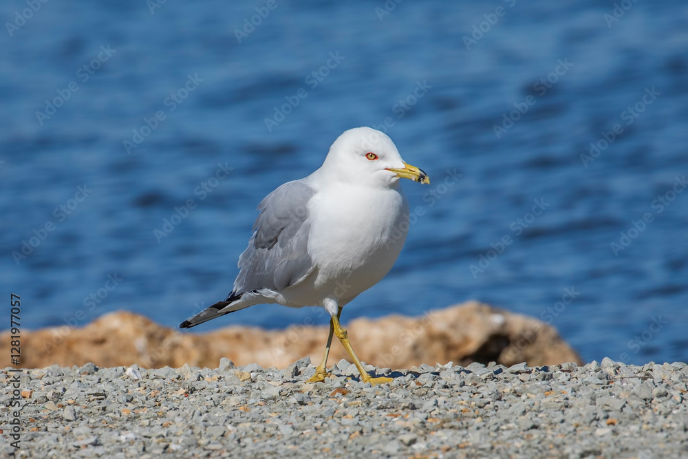 A Ring-Billed Gull Walking along a Rocky Coast A Ring-Billed Gull Walking along a Rocky Coast