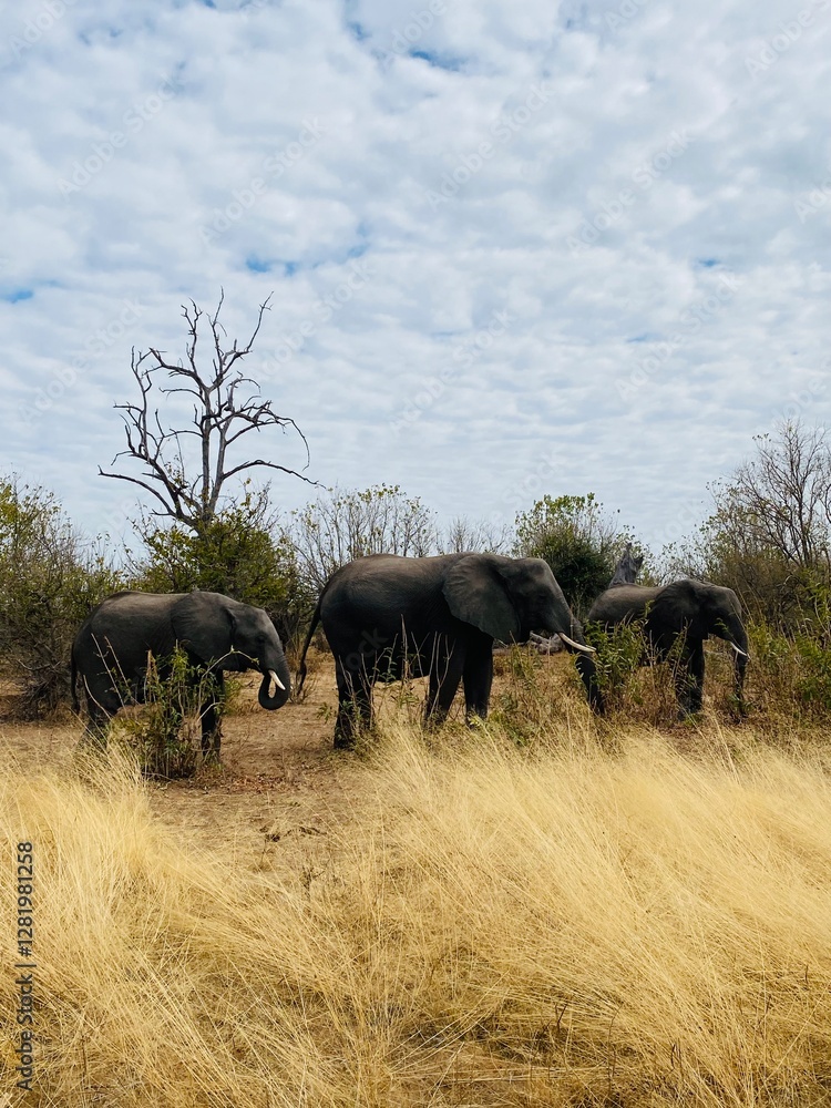 Fototapeta premium photo of a mother elephant with her two baby elephants in the wild among the grasses in Botswana. The elephant family is eating. The tall grasses are yellow, the place is dry and arid, in Chobe safari