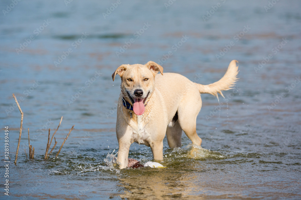 Happy tan and white mixed breed dog playing in water at lake shore smiling looking at camera Happy tan and white mixed breed dog playing in water at lake shore smiling looking at camera