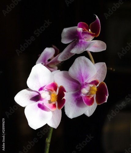 orchid on black background