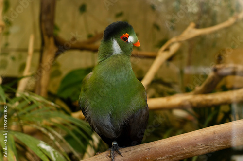 green bird in the zoo