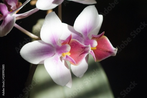 pink orchid on black