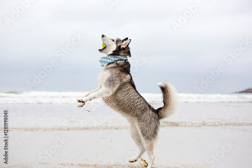 Foto Black and white Siberian Husky dog playing fetch in water catching the ball in m