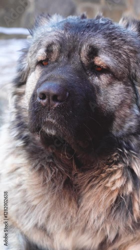 Large breed of dog Caucasian Shepherd portrait, large nose head. Sniffs.