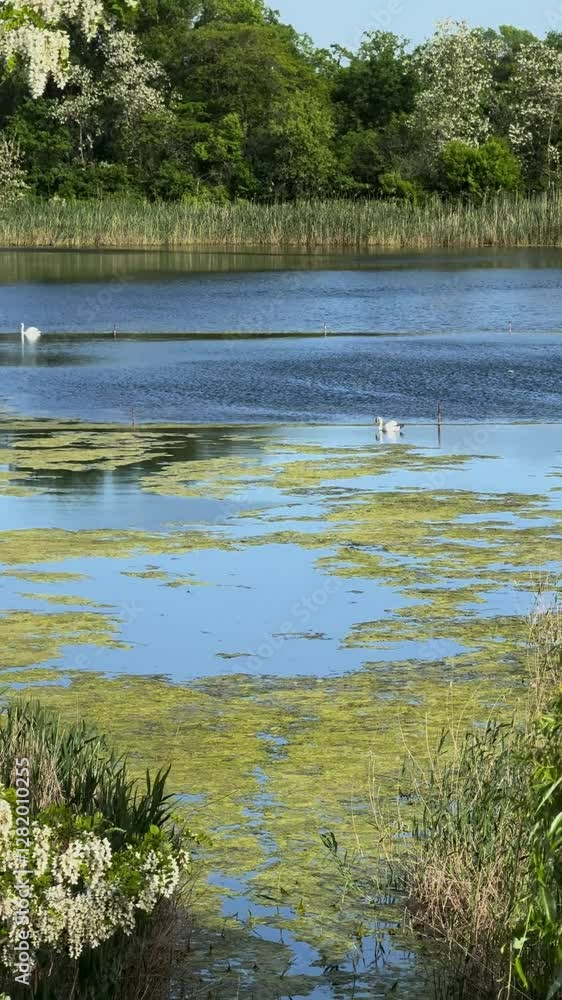 Lake with green vegetation and swans Lake with green vegetation and swans