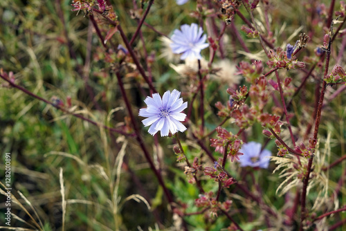 A blooming wild meadow flower. Its flower is purple.