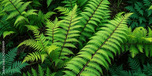 Sphaerostephanos: A Unique and Enchanting Fern photo