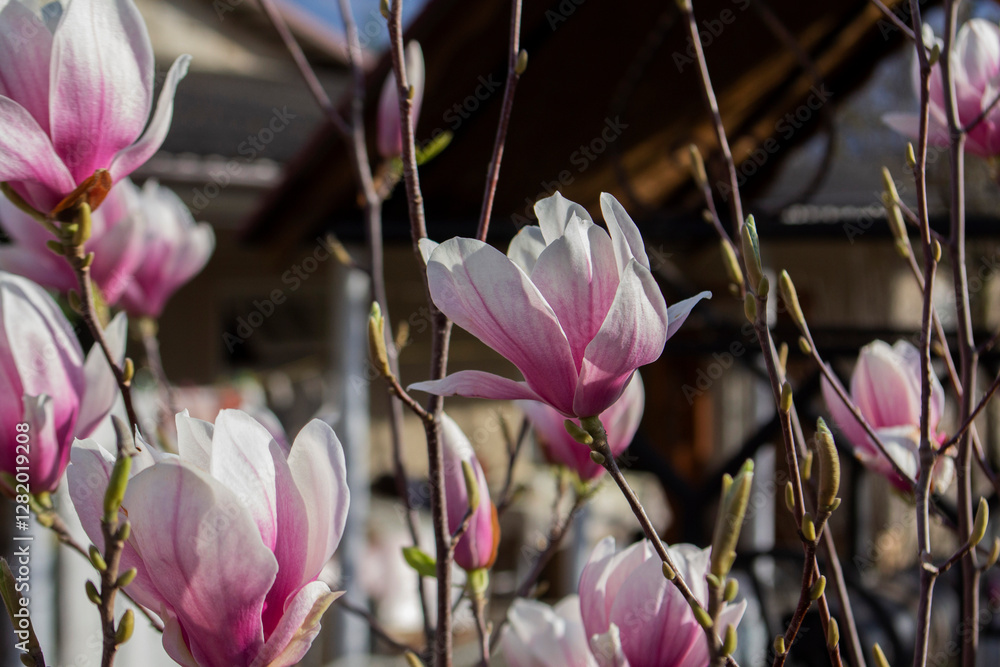 Tender magnolia flowers in a city park, spring Moldova. Selective focus.
