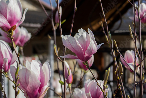 Obraz na płótnie Tender magnolia flowers in a city park, spring Moldova. Selective focus. w salonie
