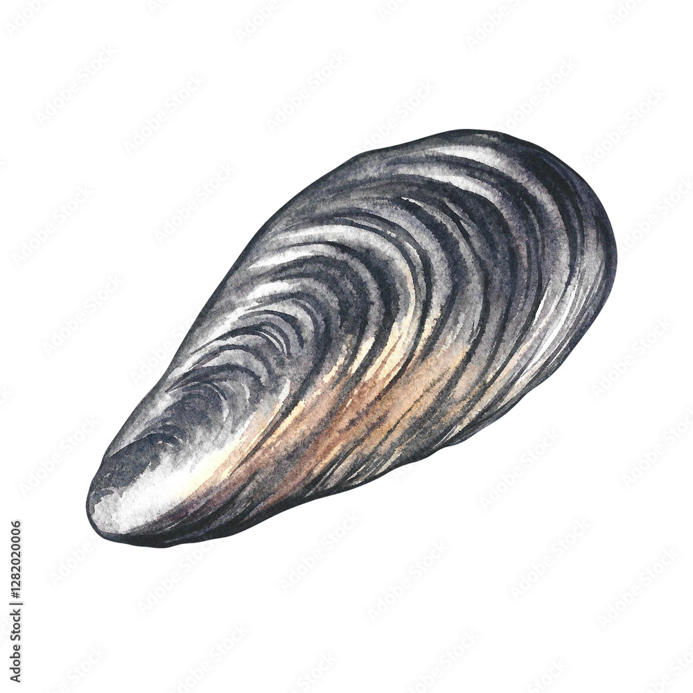 Fresh mussels in a closed shell. A hand-drawn watercolor illustration. Color image of seafood. Separate from the background. Perfect for menus, recipe books, packages, labels, invitations, and more. Fresh mussels in a closed shell. A hand-drawn watercolor illustration. Color image of seafood. Separate from the background. Perfect for menus, recipe books, packages, labels, invitations, and more.