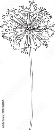 Persian onion flower outline vector illustration. Hand drawn sketch of blooming floral plant. Botanical line art. Great for wedding decor, cards and invitations 