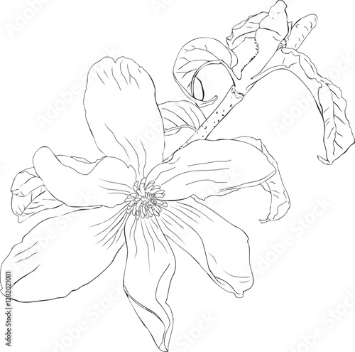 Magnolia kobus flower outline vector illustration. Hand drawn sketch of blooming floral plant. Botanical line art. Great for wedding decor, cards and invitations 