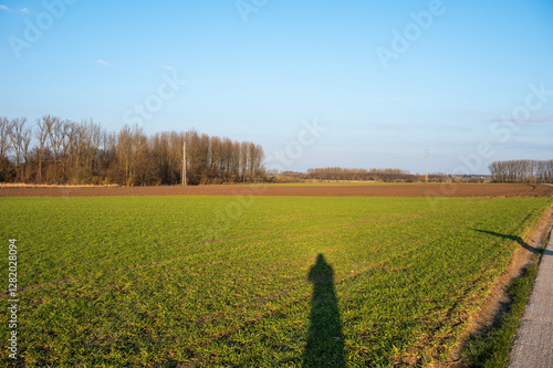 Green lawns and bare winter trees at the Flemish countryside around Tienen, Belgium, photo