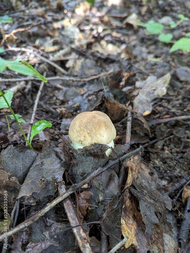 The Boletus reticulatus mushroom reluctantly shows itself in the summer forest The Boletus reticulatus mushroom reluctantly shows itself in the summer forest