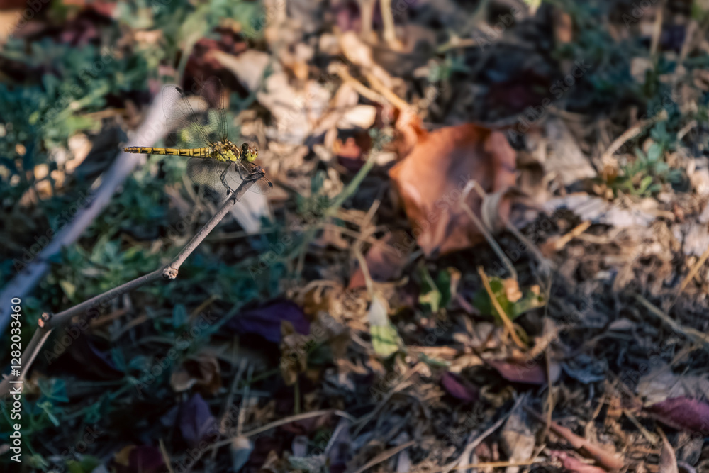 Dragonfly perched on a twig Dragonfly perched on a twig