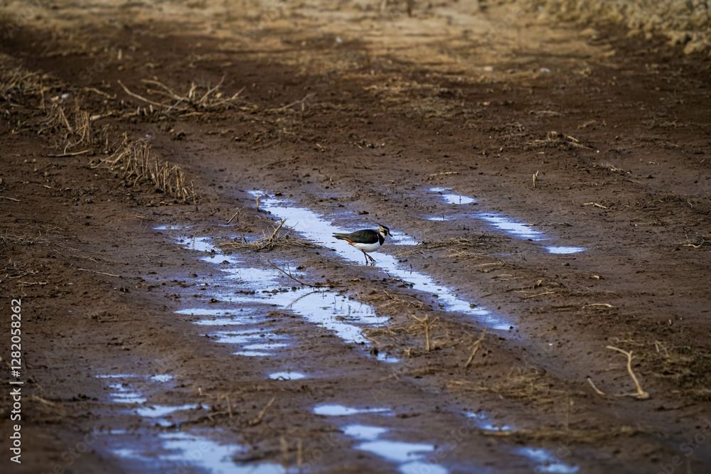 Lapwing Standing on Muddy Path After Rain. A northern lapwing standing on a muddy path with reflective puddles, showcasing its distinctive crest and iridescent feathers in a rural setting. Lapwing Standing on Muddy Path After Rain. A northern lapwing standing on a muddy path with reflective puddles, showcasing its distinctive crest and iridescent feathers in a rural setting.