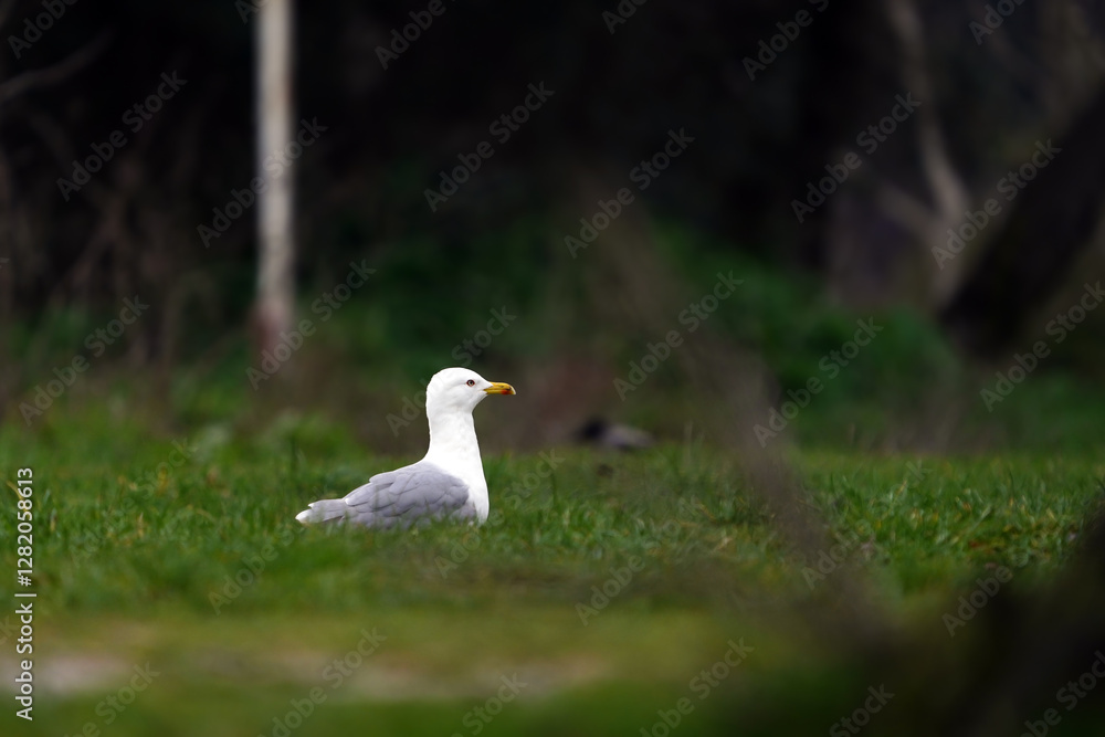 Seagull Resting on Green Grass. A white seagull resting on a green grassy field, surrounded by natural elements, highlighting its peaceful presence in a calm environment. Seagull Resting on Green Grass. A white seagull resting on a green grassy field, surrounded by natural elements, highlighting its peaceful presence in a calm environment.