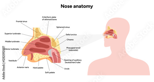Bone structure of the nose with internal nose anatomy. Medical diagram infographic Otolaryngology