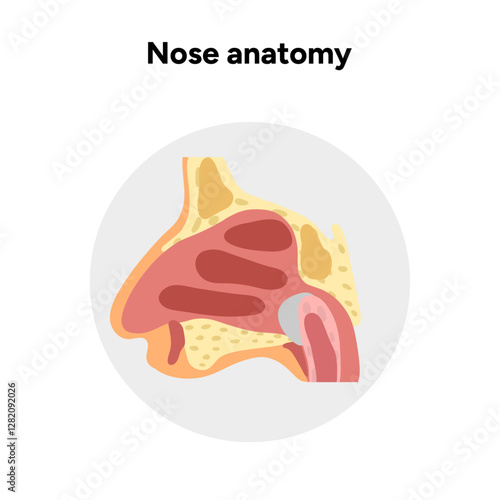 Bone structure of the nose with internal nose anatomy. Medical diagram infographic Otolaryngology