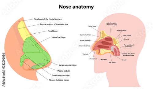 External Bone structure of the nose with internal nose anatomy. Medical diagram infographic Otolaryngology