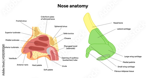 External Bone structure of the nose with internal nose anatomy. Medical diagram infographic Otolaryngology