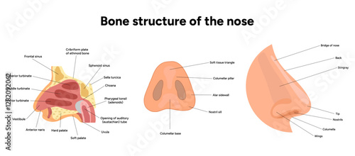 External Bone structure of the nose with internal nose anatomy. Medical diagram infographic Otolaryngology