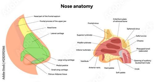 External Bone structure of the nose with internal nose anatomy. Medical diagram infographic Otolaryngology
