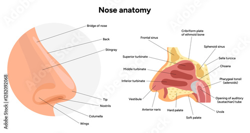 External Bone structure of the nose with internal nose anatomy. Medical diagram infographic Otolaryngology
