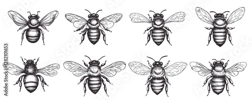Linear style insect icons set: detailed bee vectors in black and white.