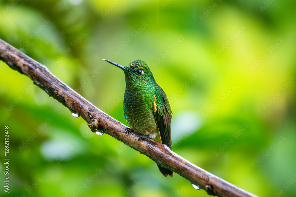 Buff-tailed coronet hummingbird Buff-tailed coronet hummingbird