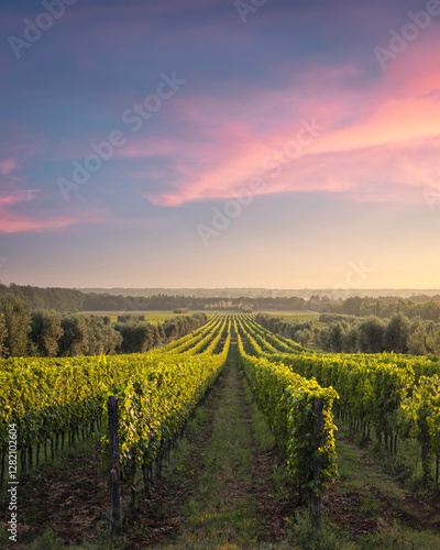 Bolgheri vineyards at sunset. Castagneto Carducci, Tuscany, Italy