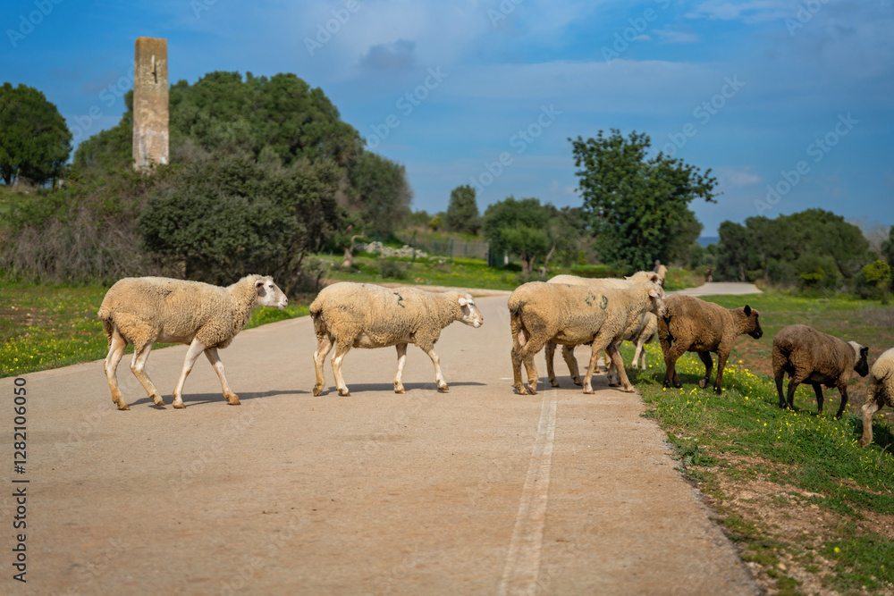 Flock of sheep in a meadow on green grass Flock of sheep in a meadow on green grass