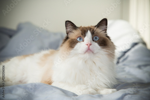 Wallpaper Mural cat lies on bed and looks, breed Ragdoll Torontodigital.ca