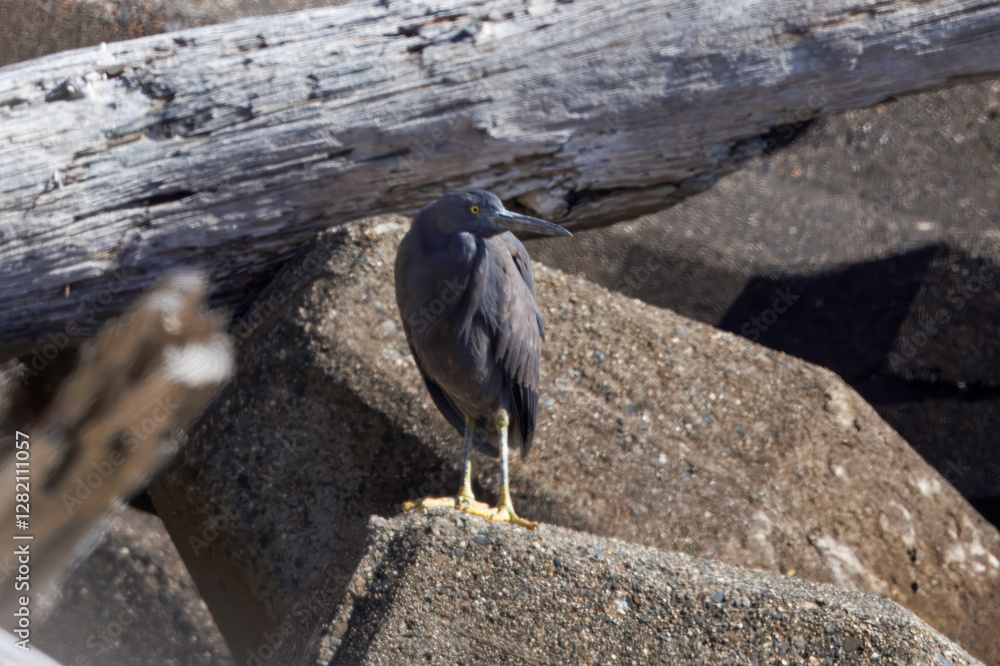 Obraz premium テトラポットにのるクロサギ