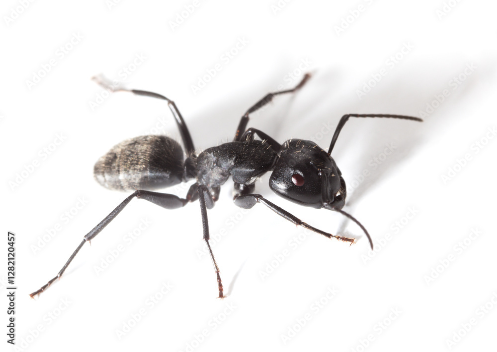 Ant warrior Ant warrior