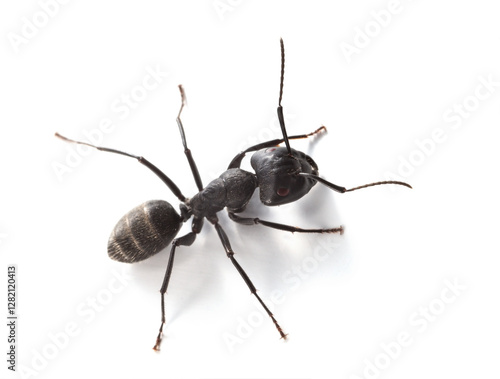 Macro of ant over white