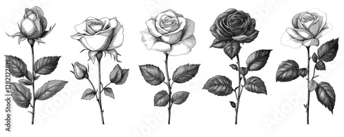 Elegant linear vector icons set of detailed rose illustrations in black and white.