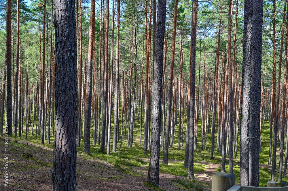 Obraz premium Hiking trail made of wooden planks through dense pine forest at Sietiniezis sandstone rock on the Gauja River, hiking trail in the landscape of Livonia, Latvia