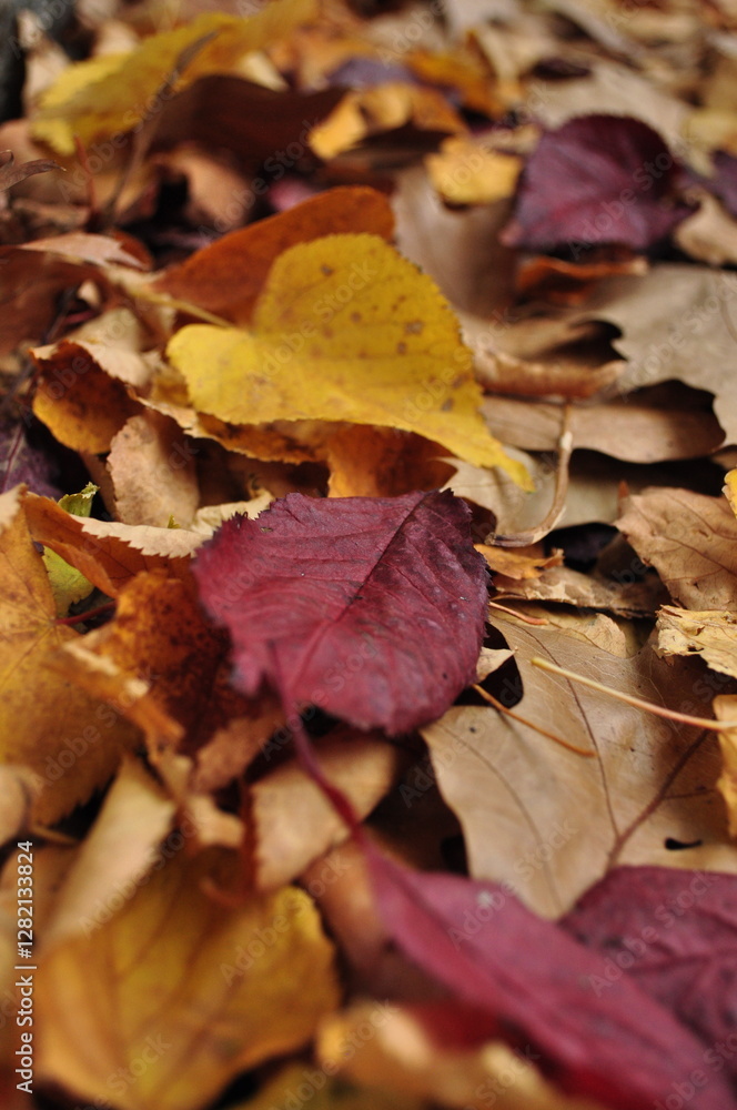 Herbst Blätter 