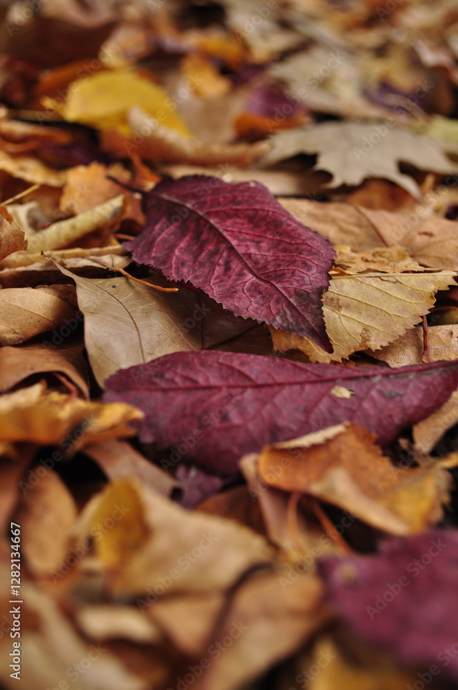 Herbst Blätter Goldener Herbst Herbst Blätter Goldener Herbst
