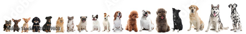 Fotografie Adorable dogs of different sizes in row on white background, from smallest to la